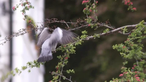 Pigeon on the flowered tree flight FHD Stock Footage 107263282