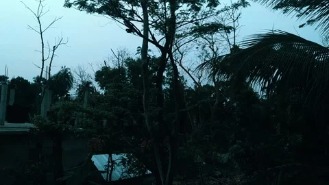 A pigeon flutter it's wings and fly to the branches of trees. Video stock 133591296