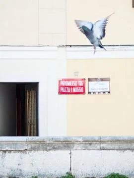 Pigeon fly Stock Photos