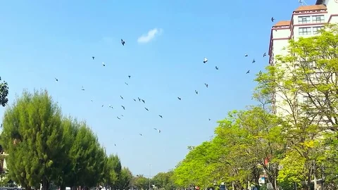 Pigeon fly in the sky 库存影片 77139723