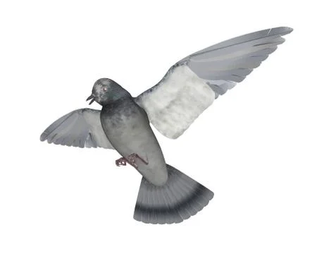 Pigeon flying - 3D render Stock Illustration
