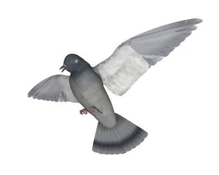 Pigeon flying - 3D render Stock Illustration