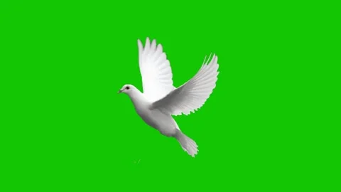 Pigeon Flying Animation on Green Screen Stockbeeldmateriaal 341541722
