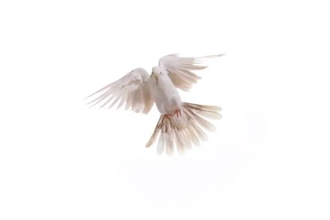 Pigeon flying isolated on white background Stock Photos