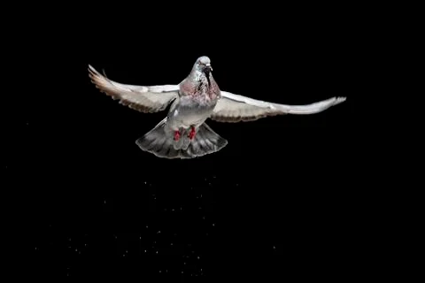 Pigeon flying Stock Photos