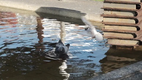 Pigeon flying in slow motion, hovering over other pigeons bathing in fountain 動画素材 115782372