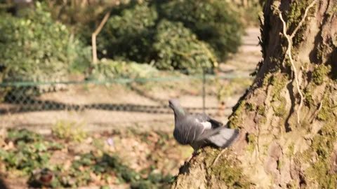 Pigeon flying take off tree Video stock 180613229