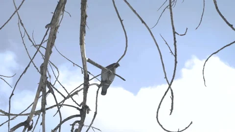 Pigeon flying from tree Stock Footage 166699147