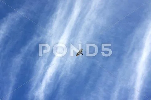 Pigeon flying under blue sky with clounds Stock Photos