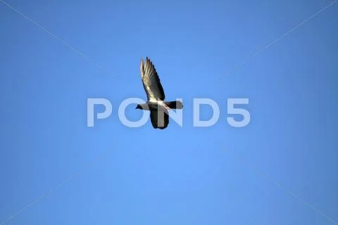 Pigeon flying under blue sky Stock Photos