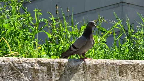 Pigeon in Focus Stock Footage 292326333