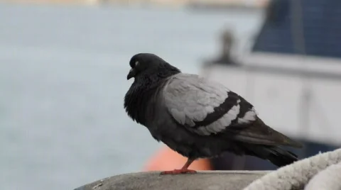 Pigeon Видео 380730