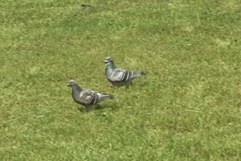Pigeon Stock Footage 516029
