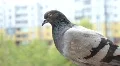 Pigeon HD Footage