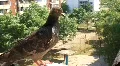Pigeon HD Footage