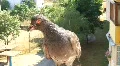 Pigeon HD Footage