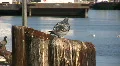 Pigeon HD Footage