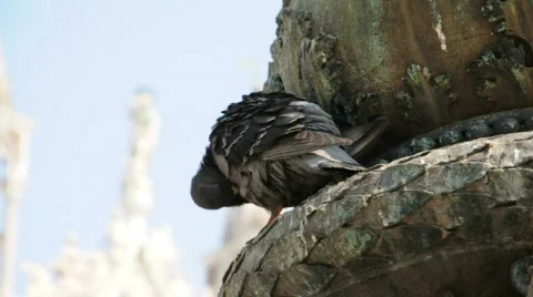 Pigeon  库存影片 724407