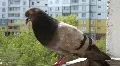Pigeon HD Footage