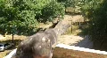 Pigeon HD Footage