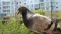 Pigeon HD Footage