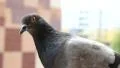 Pigeon HD Footage