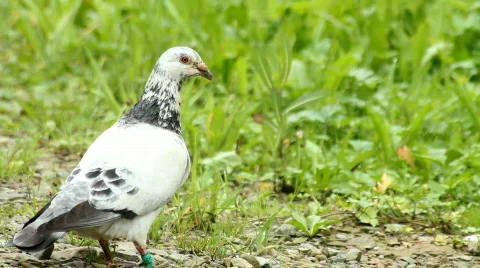 The pigeon Stock Footage 848355