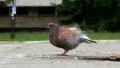 Pigeon HD Footage