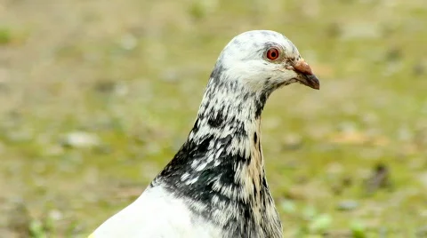 The pigeon Stock Footage 876498