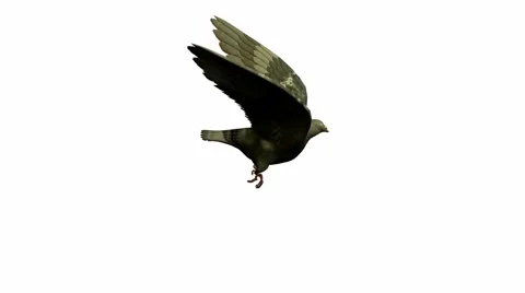 Pigeon Stock Footage 973814