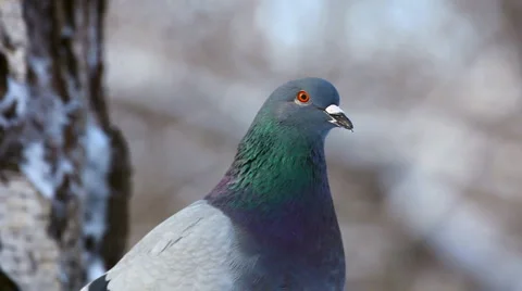 Pigeon. Stock Footage