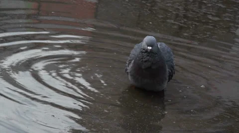 Pigeon Stock Footage 5089942