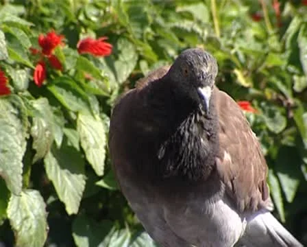 Pigeon Stock Footage 8849223
