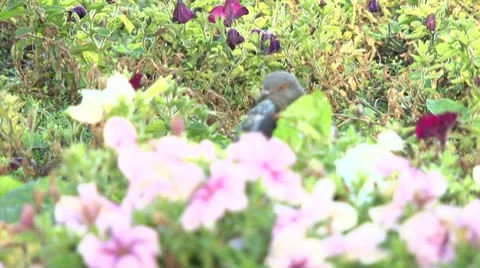 Pigeon Stock Footage 8945779