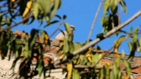 Pigeon Video stock 10571970