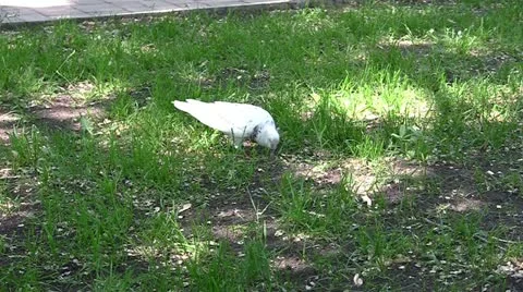 Pigeon Stock Footage 11189973