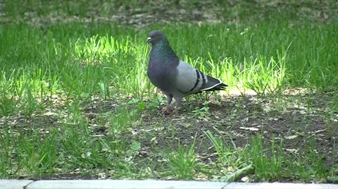 Pigeon Stock Footage 11189974