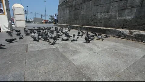 Pigeon Stock Footage 11383699