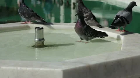 Pigeon Stock Footage 12183753