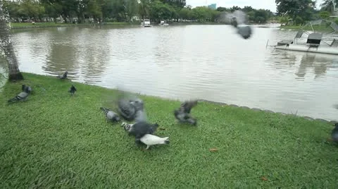 Pigeon Video stock 12210346