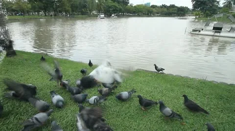 Pigeon Vídeos de archivo 12225946