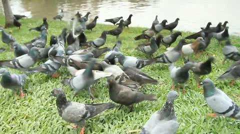 Pigeon Stock Footage 12228232
