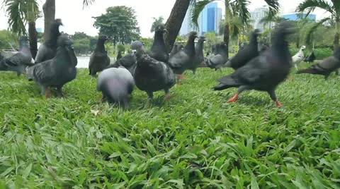Pigeon Stock Footage 12249352