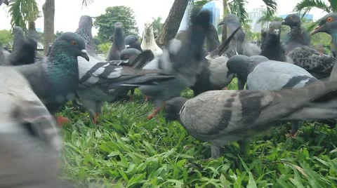Pigeon Stock Footage 12250705