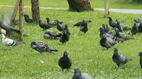 Pigeon 스톡 동영상 12251747