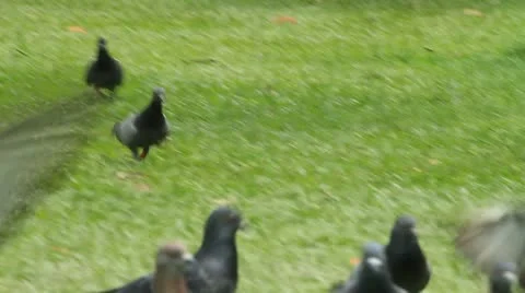 Pigeon Stock Footage 12252006