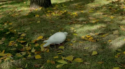 Pigeon Stock Footage 12361582