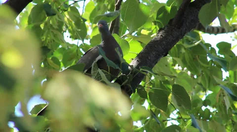 Pigeon Vídeo Stock 27845544