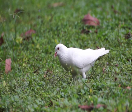 Pigeon Stock Footage 29679127