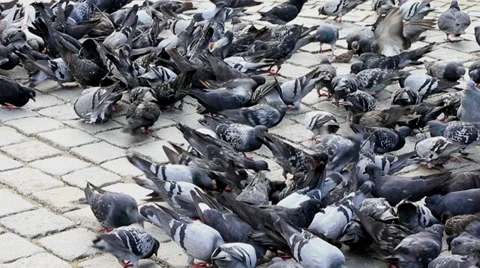 Pigeon Stock Footage 31063449